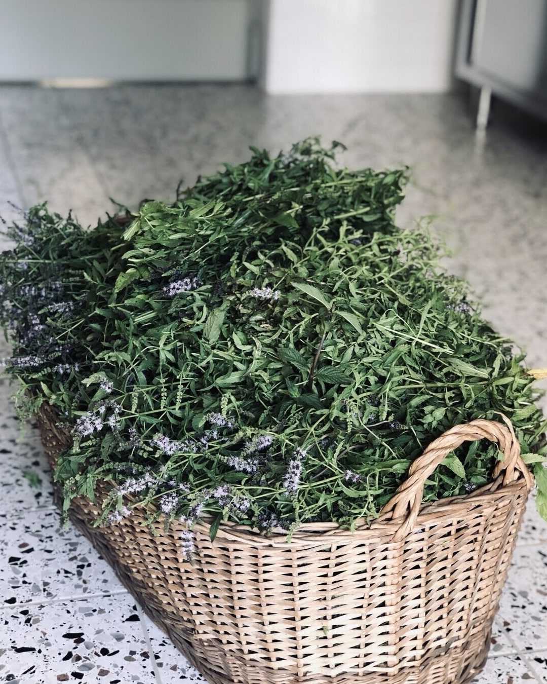 Olio essenziale di Menta piperita - immagine 2