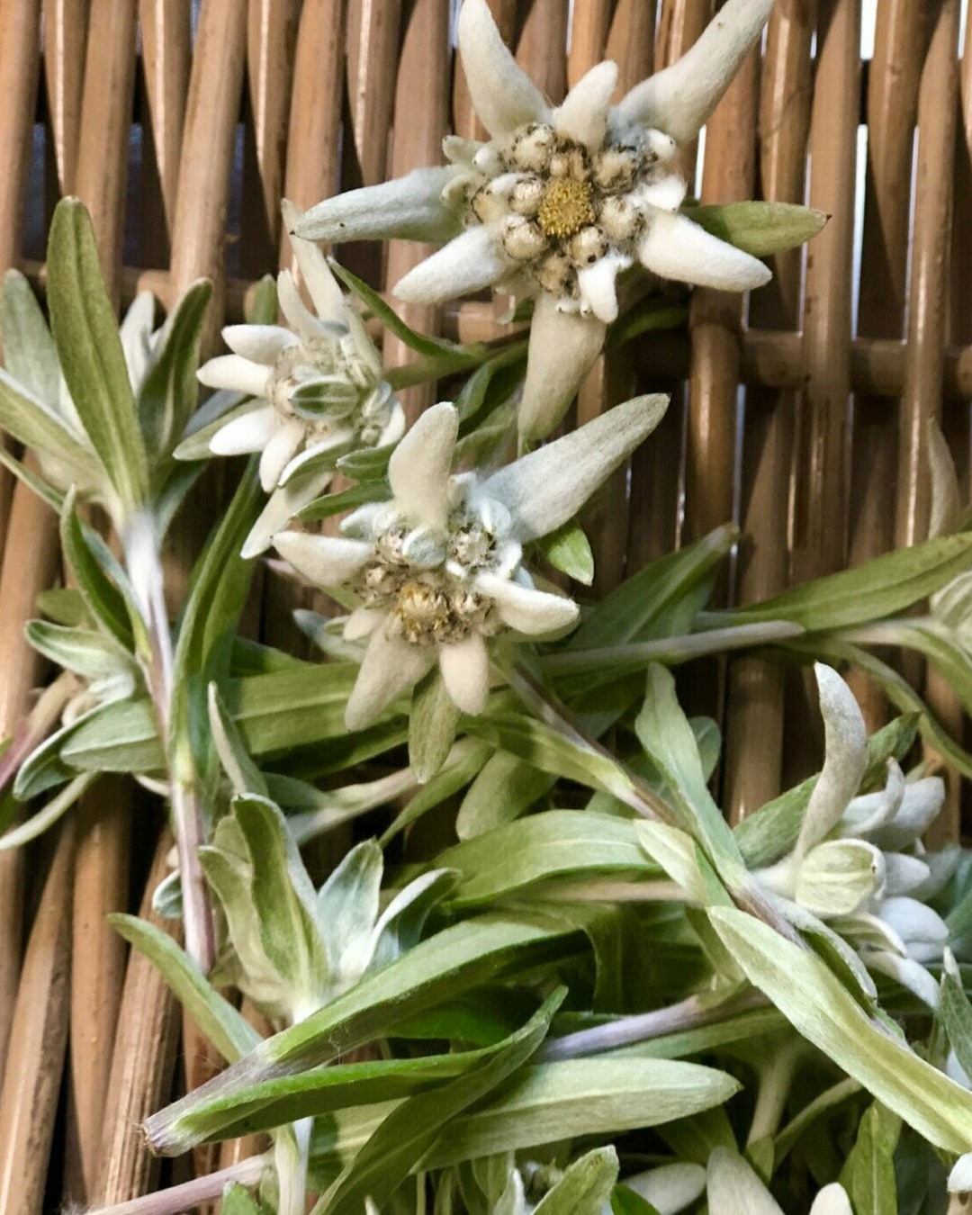 Crema viso stella alpina - immagine 3