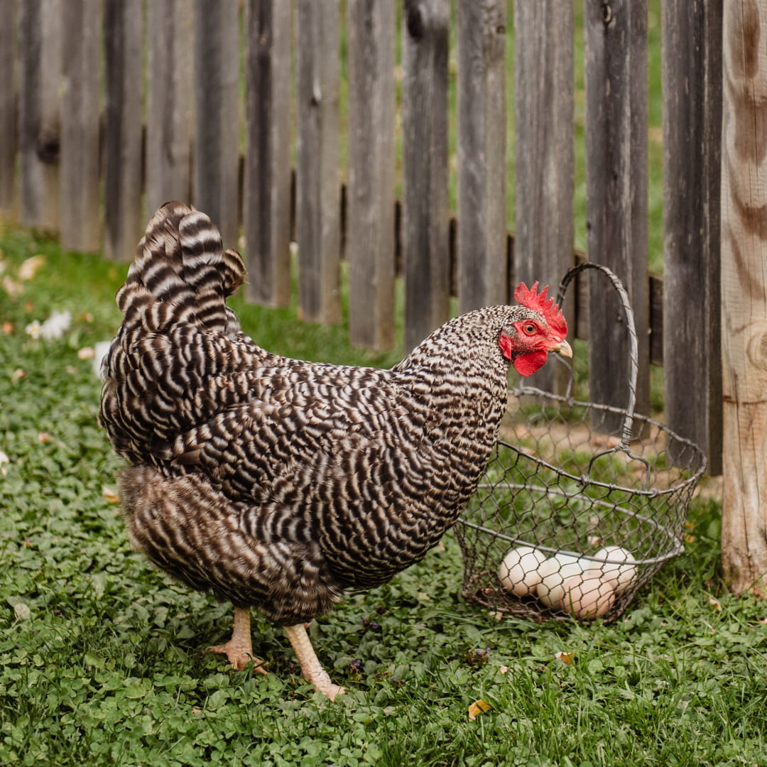 FAVOLERIA: IL GIARDINO SENSORIALE - immagine 3