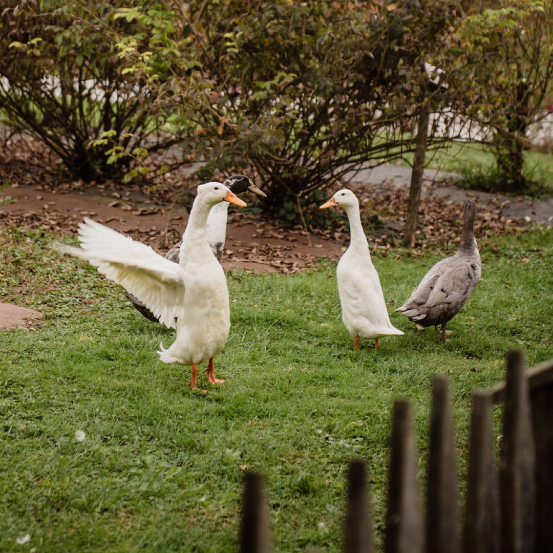 FAVOLERIA: IL GIARDINO SENSORIALE - immagine 5