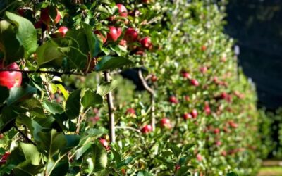 Aperte le prenotazioni per le mele bio