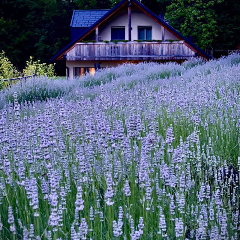 Esperienze 13 SGRANANDO LAVANDA - Passatempo in Natura a Ingresso Libero