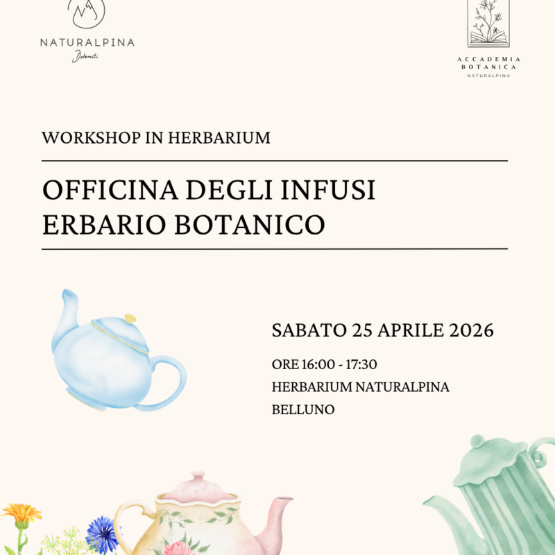 OFFICINA DEGLI INFUSI con PICCOLO ERBARIO BOTANICO