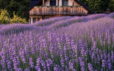 Sgranando la lavanda