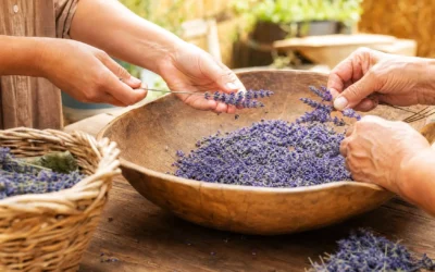 Sgranando la Lavanda: “Far Filò” da Naturalpina