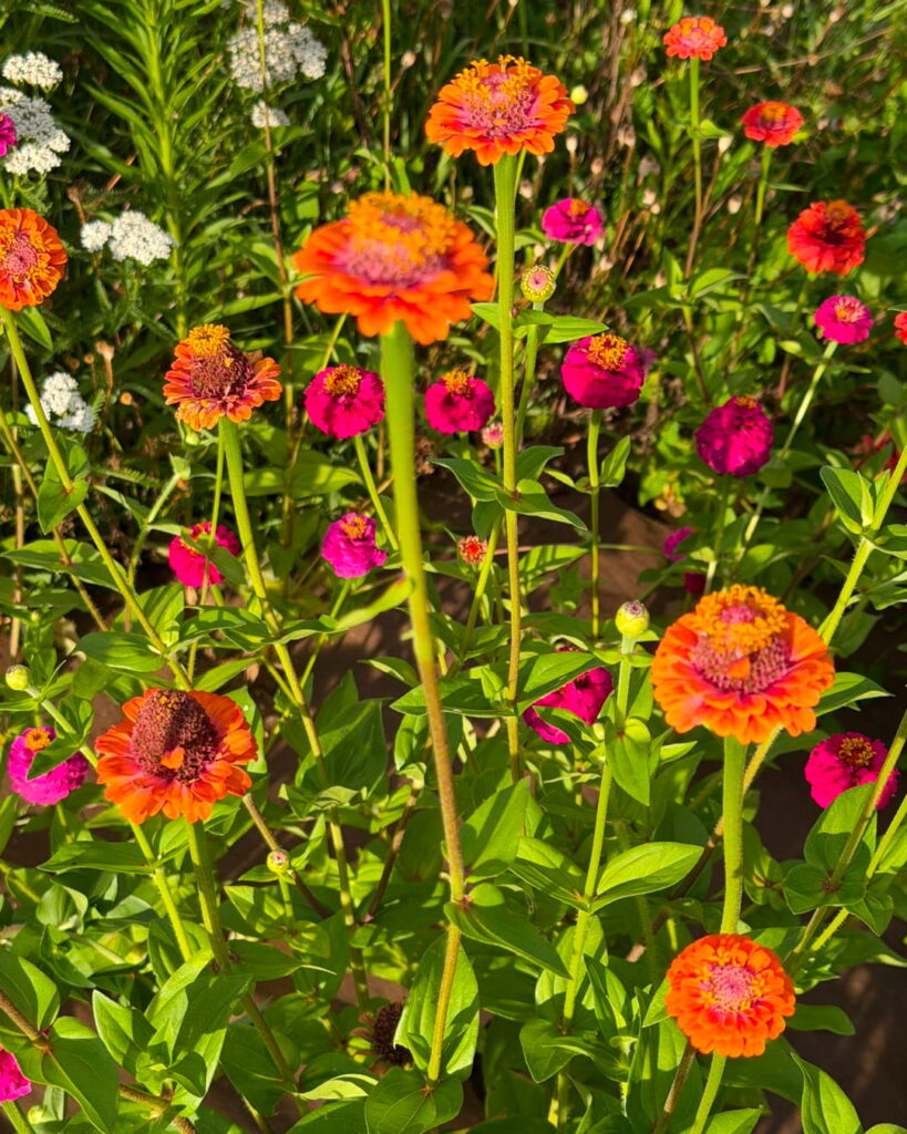fiore 4