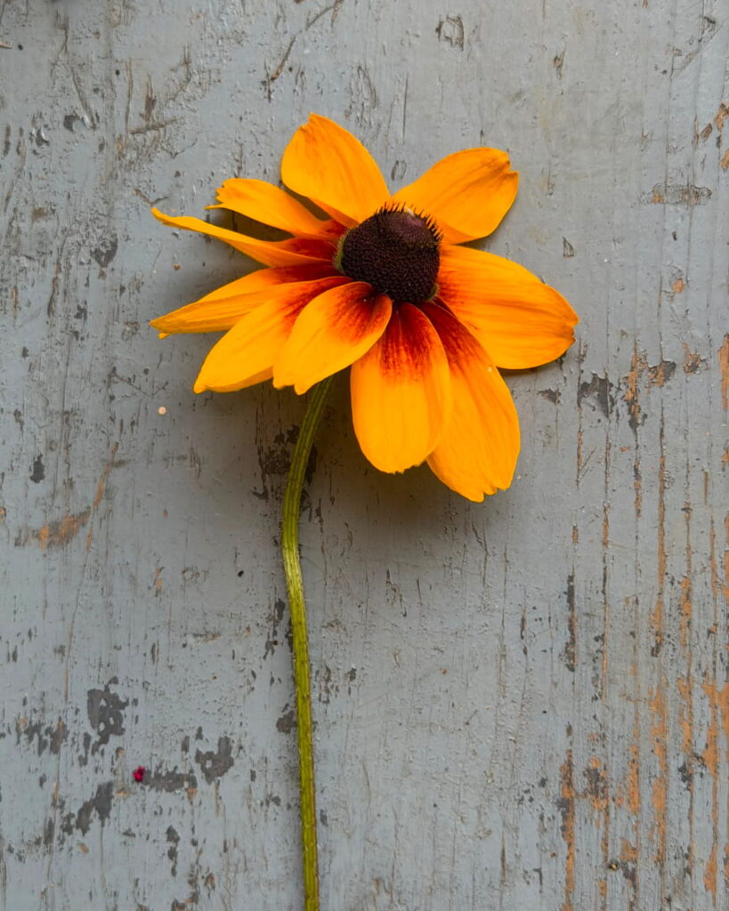 fiore1