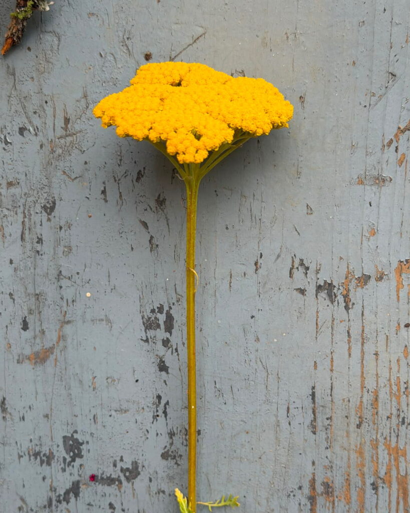 fiore2