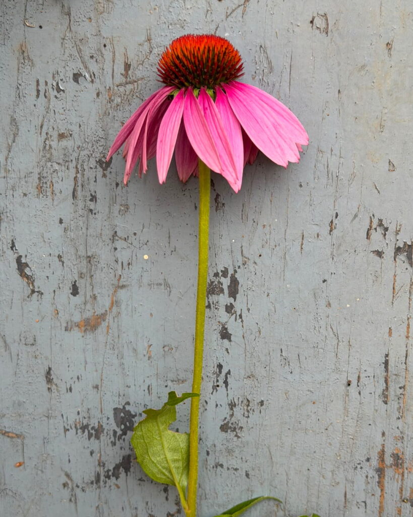 fiore3