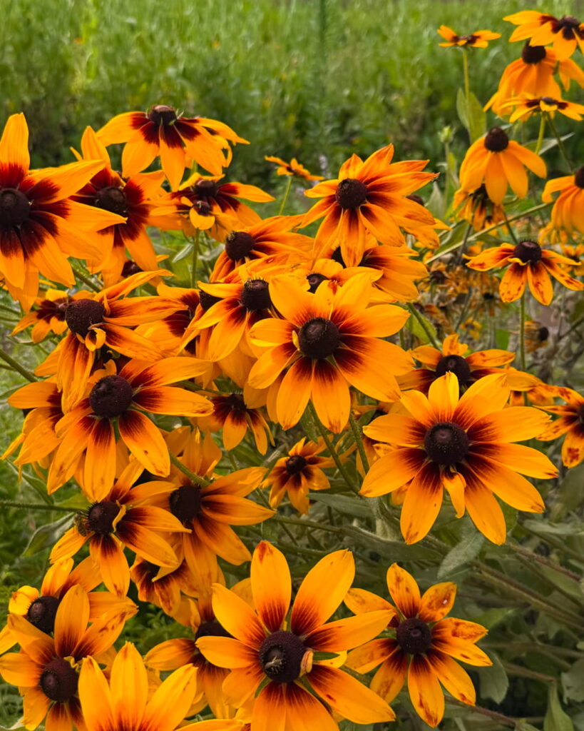 fiore5