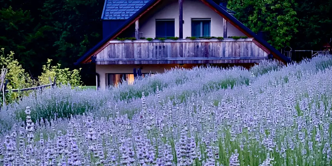 lavanda interno2