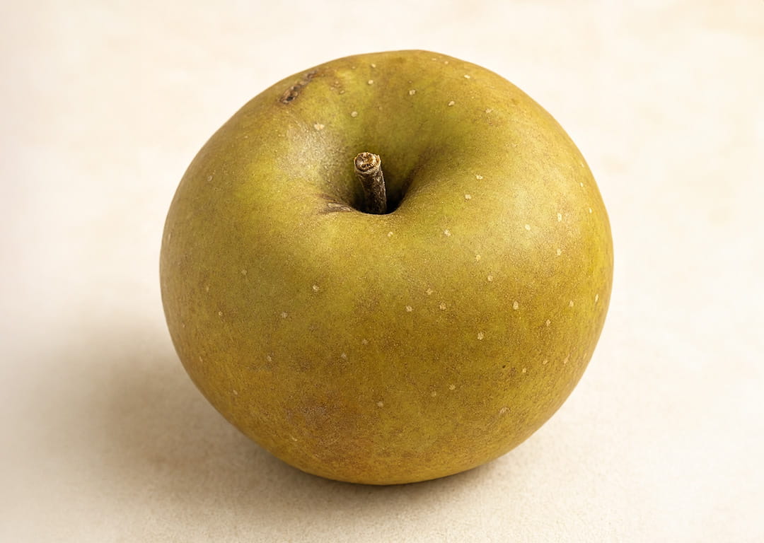 SPITZLEDERER RUGGINE APPUNTITA